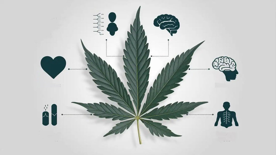 CBD bei Krankheiten