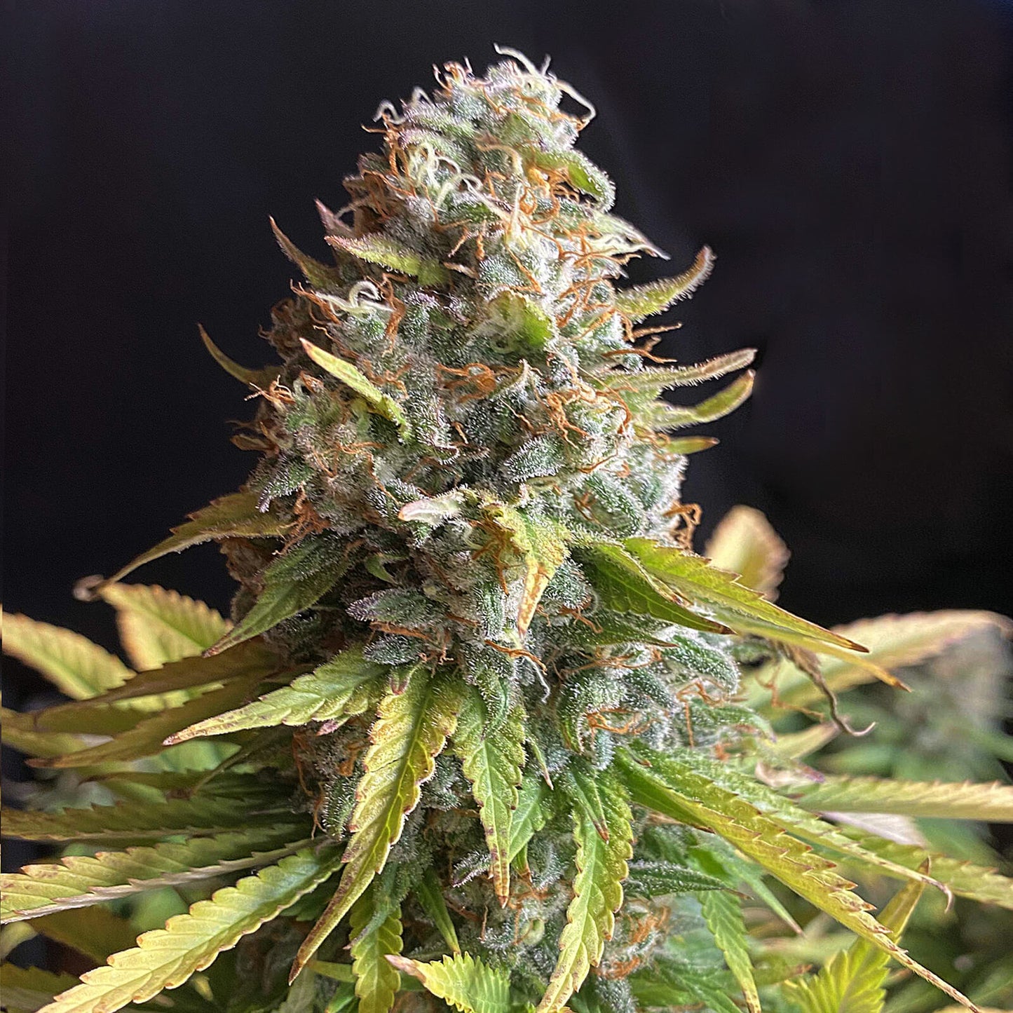 AK47 - Jack Herer - Fast-Flowering Cannabis Samen | 3Samen