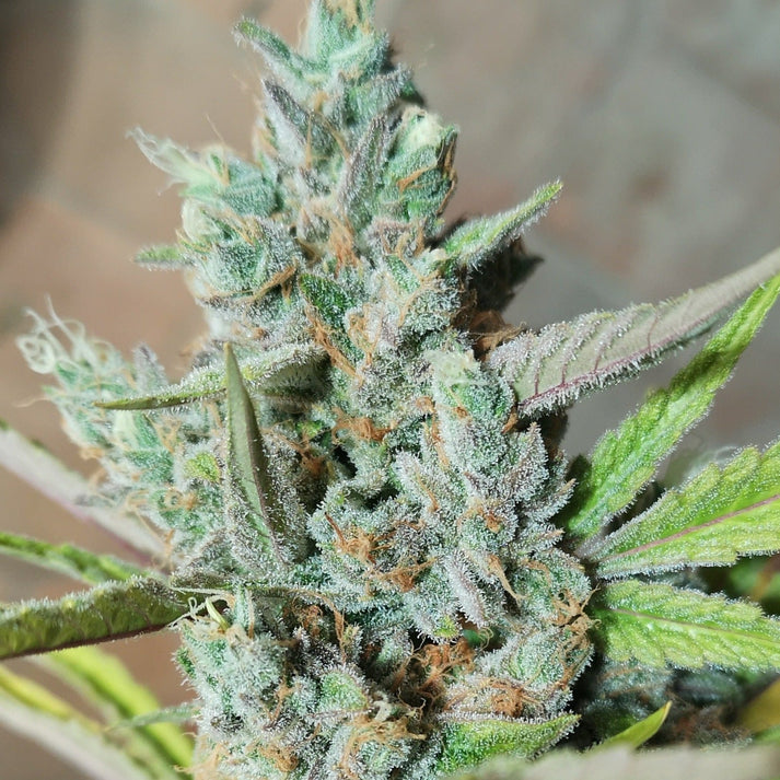 Amnesia Haze Samen Feminisiert | 3 Samen
