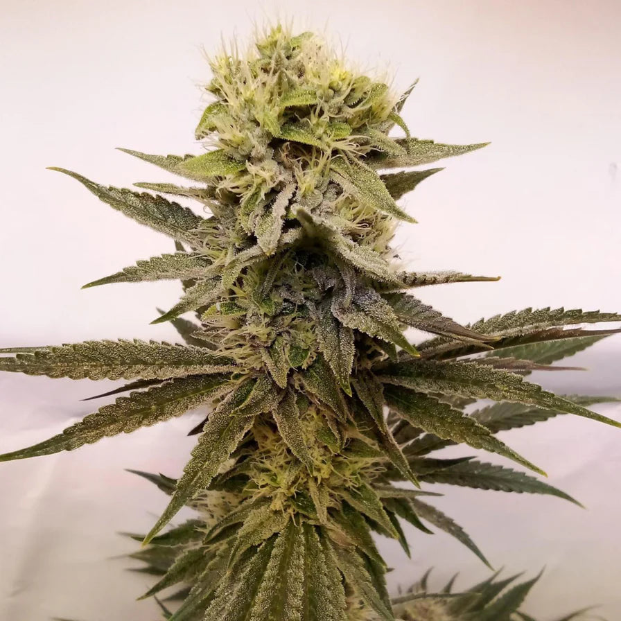 Runtz x Amnesia - Feminisierte Cannabis Samen | 3Samen