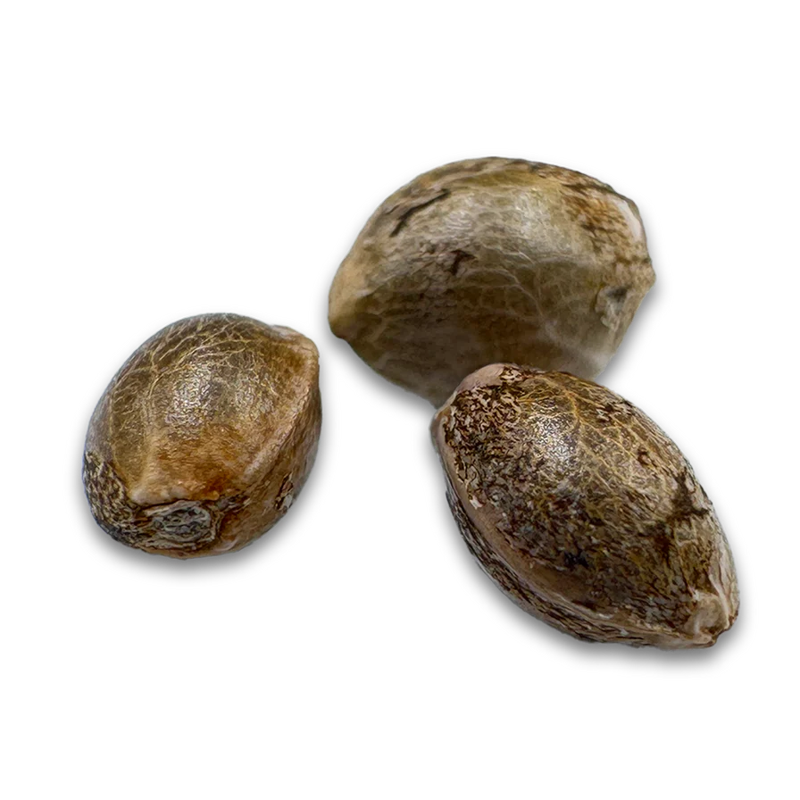 Blueberry - Auto-Flowering Cannabis Samen | 3Samen