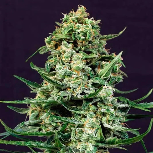 Deimos - Auto-Flowering Cannabis Samen | 3Samen