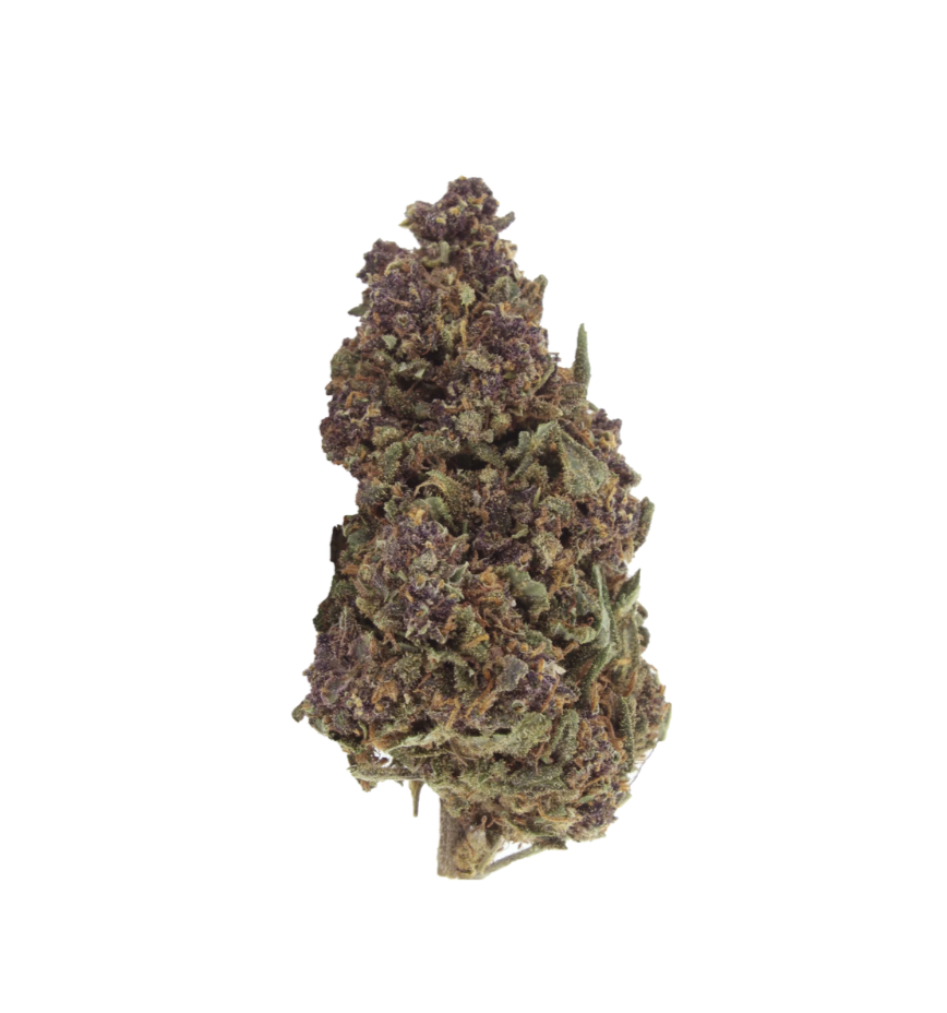Purple Haze 10-OH Blüten