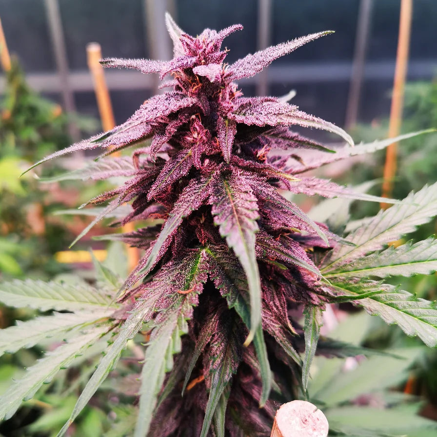 Gelato Ice Cream - Feminisierte Cannabis Samen | 3Samen