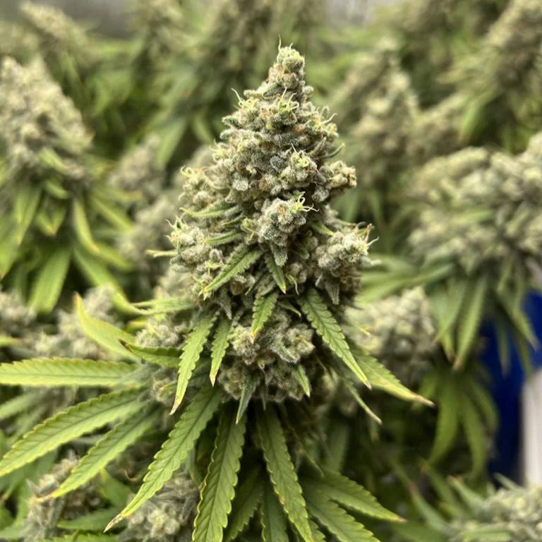 Northern Lights - Feminisierte Cannabis Samen | 3Samen