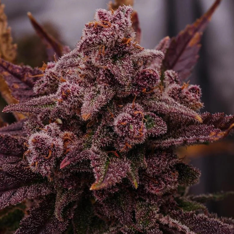 Runtz x Black Domina - Feminisierte Cannabis Samen | 3Samen