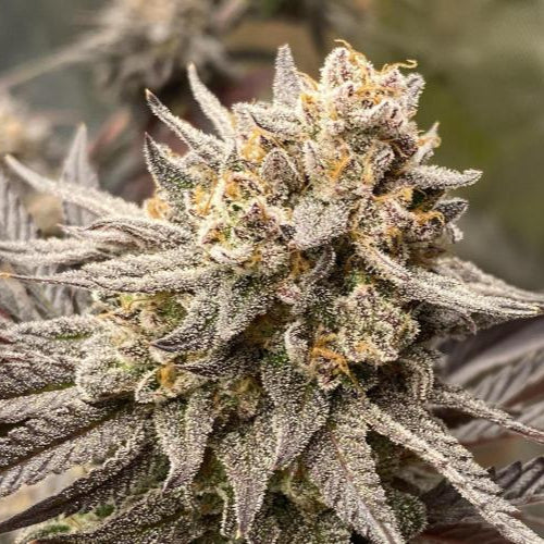 Super Silver Haze - Auto-Flowering Cannabis Samen | 3Samen