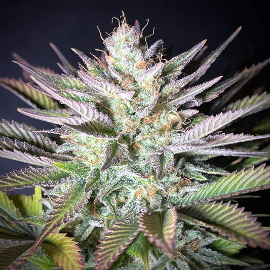 White Window - Auto-Flowering Cannabis Samen | 3Samen