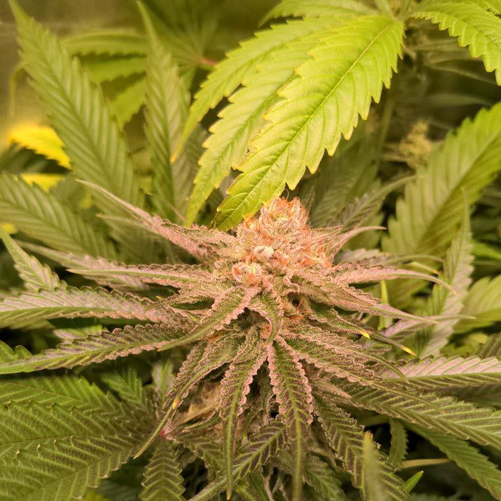 White Widow Samen Feminisiert | 3 Samen