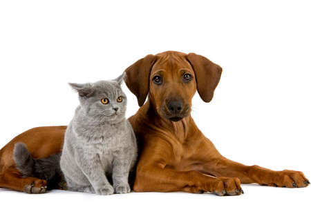 CBD Öl Tiere