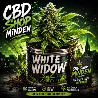 White Window - Auto-Flowering Cannabis Samen | 3Samen