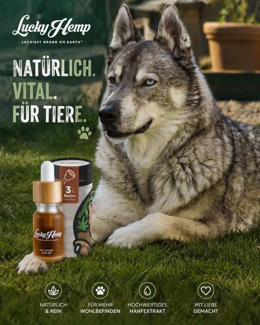 Bacon CBD-Öl für Hunde & Katzen