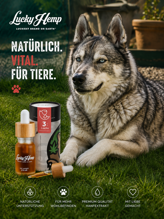 Lachs CBD-Öl für Hunde & Katzen