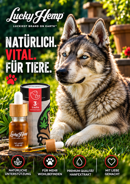 Lachs CBD-Öl für Hunde & Katzen