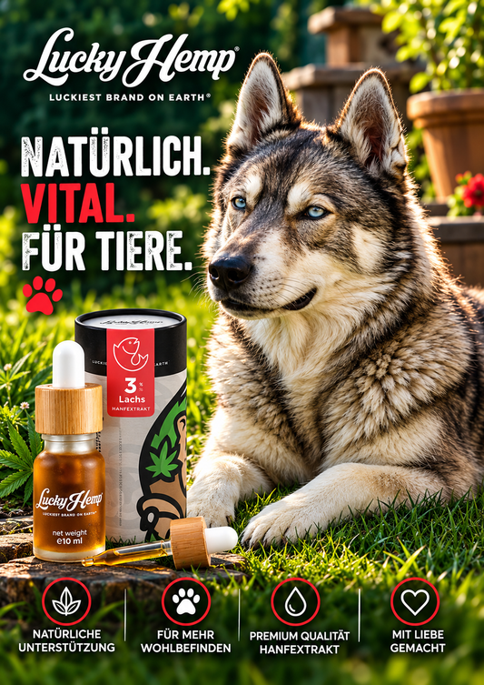 Lachs CBD-Öl für Hunde & Katzen