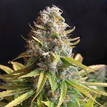AK47 - Jack Herer - Fast-Flowering Cannabis Samen | 3Samen