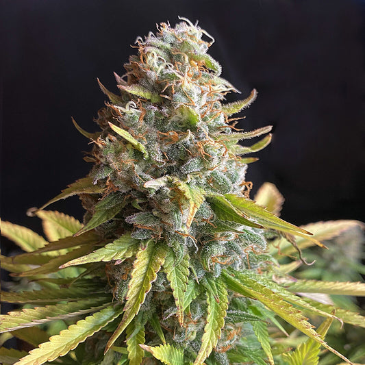 AK47 - Jack Herer - Fast-Flowering Cannabis Samen | 3Samen