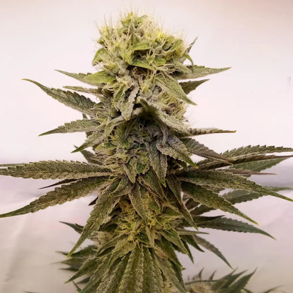 Runtz x Amnesia - Feminisierte Cannabis Samen | 3Samen
