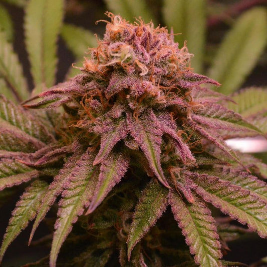 Blueberry Samen Automatik | 3 Samen