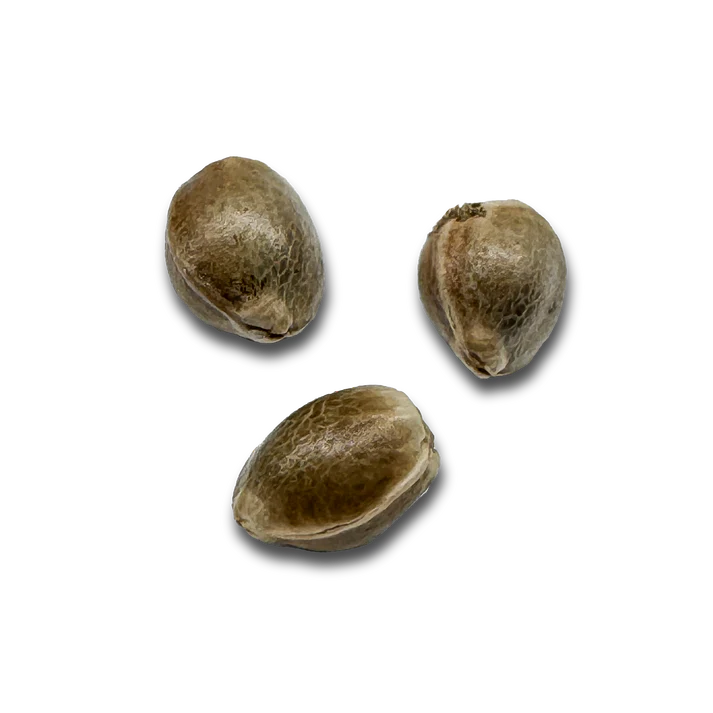 Lemon Haze CBD Samen Feminisiert | 3 Samen