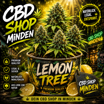 Lemon Tree - Fast-Flowering Cannabis Samen | 3Samen