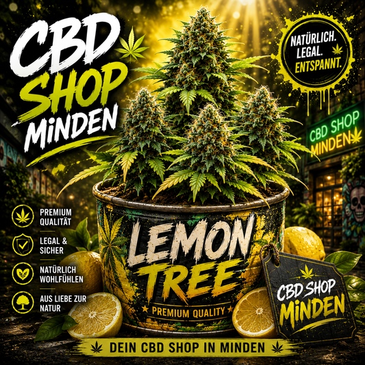 Lemon Tree - Fast-Flowering Cannabis Samen | 3Samen