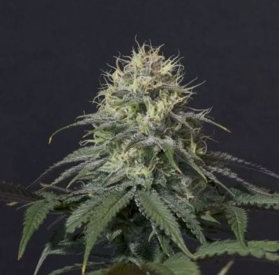 Tropicana Cookies - Fast-Flowering Cannabis Samen | 3Samen
