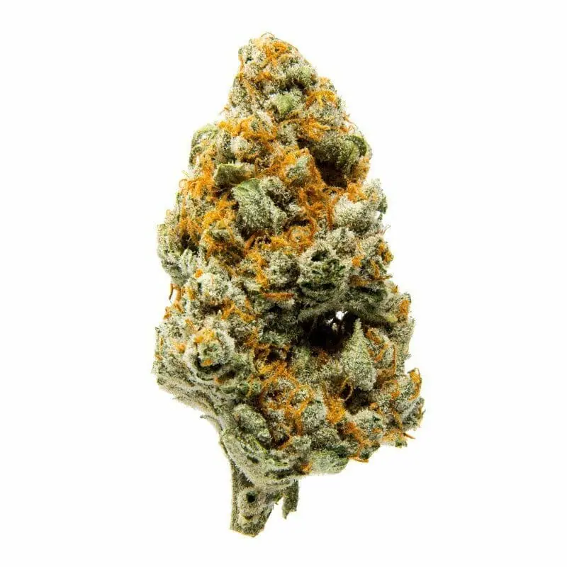 One Bud - H3 Blüte