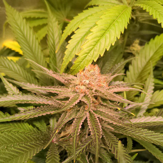 White Widow Samen Feminisiert | 3 Samen
