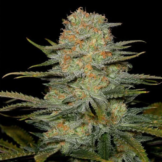 Amnesia CBD Samen Feminisiert | 3 Samen
