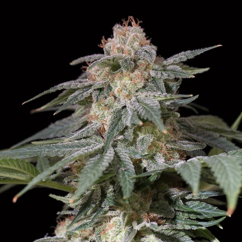 Lemon Tree - Fast-Flowering Cannabis Samen | 3Samen