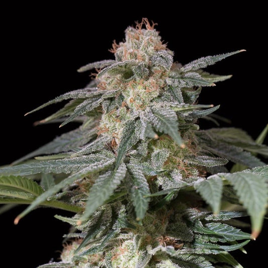 Lemon Tree - Fast-Flowering Cannabis Samen | 3Samen