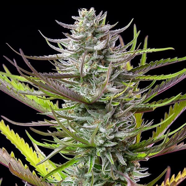 Mimosa - Fast-Flowering Cannabis Samen | 3Samen