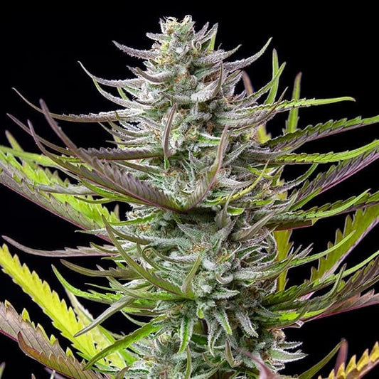 Mimosa - Fast-Flowering Cannabis Samen | 3Samen