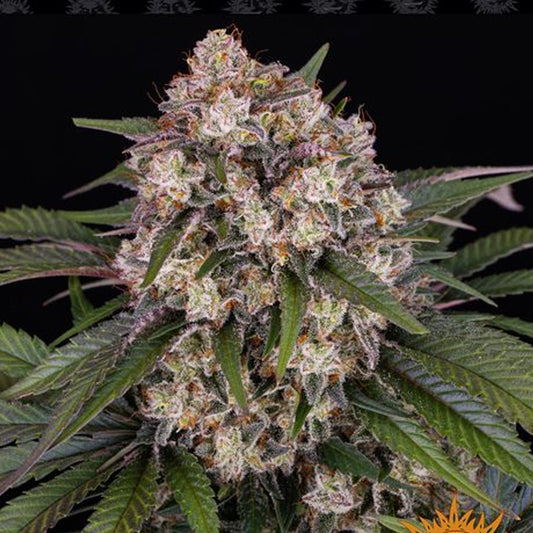 OG Kush Samen Feminisiert | 3 Samen