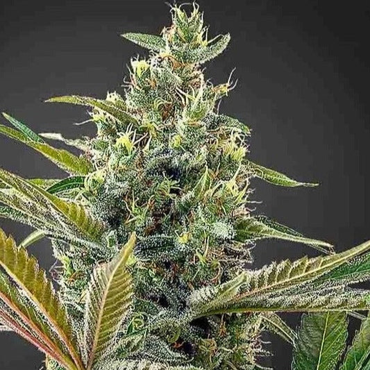 Lemon Haze CBD Samen Feminisiert | 3 Samen