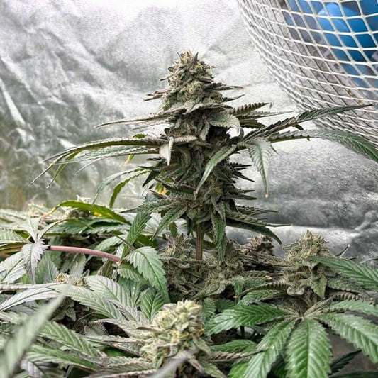 Tropicana US Samen Feminisiert | 1 Samen